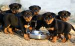 bonjour passer un bon mercredi bissss a touts
